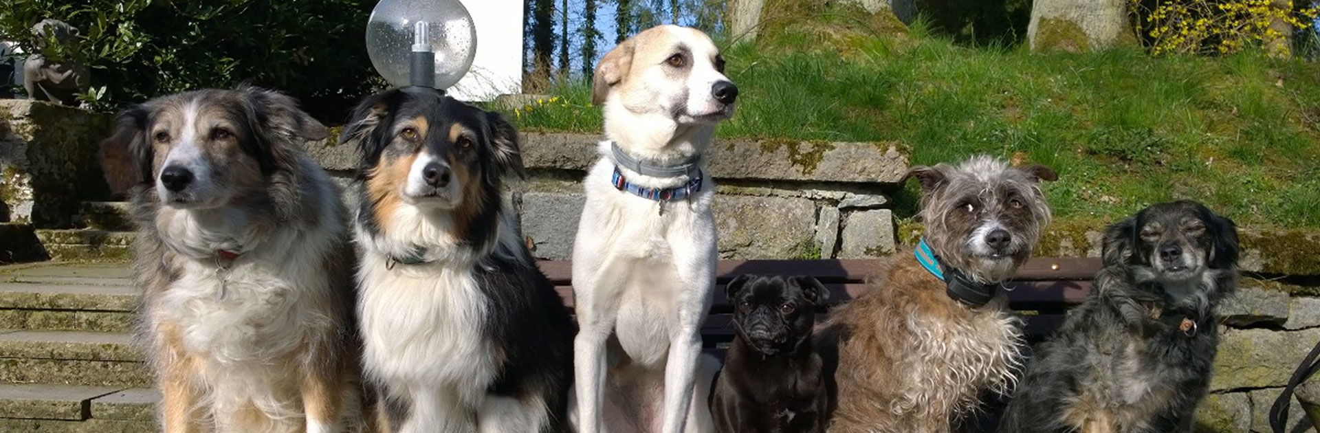 Sechs Hunde verschiedener Rassen sitzen auf einer Holzbank